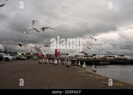 Möwen werden gefüttert, während sie am Hafen von Southampton an der Küste fliegen Stockfoto