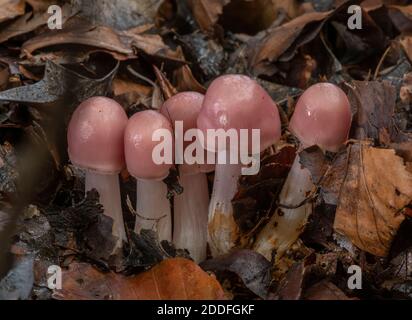 Cluster von Rosenhaubenpilzen, Mycena rosea, in Buchenwald, New Forest. Stockfoto