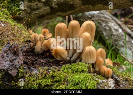 Glitzernde Tintenkappe, Coprinellus micaceus, Cluster auf altem Buchenstumpf. Stockfoto