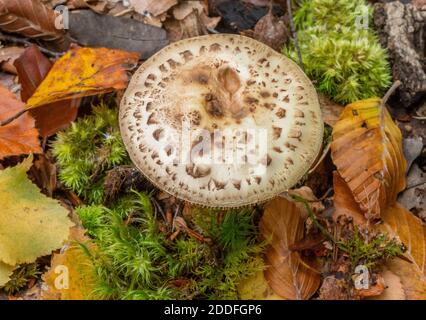 Falsche Deathcap, Amanita citrina, Pilze im Buchenwald. Stockfoto