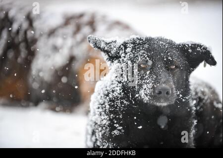 Streunende Hunde im Schnee während eines kalten und verschneiten Wintertages. Stockfoto