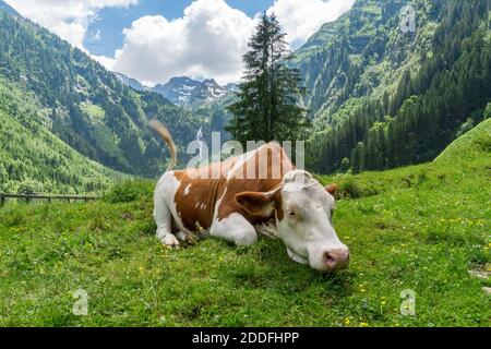 Kuh liegt auf Gras auf der Wiese in den Alpen in Österreich. Stockfoto