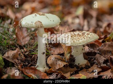 Falsche Deathcap, Amanita citrina, Pilze im Buchenwald. Stockfoto