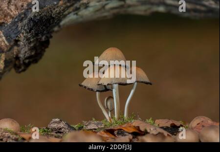 Klumpen von glitzernder inky Kappe, Coprinellus micaceus, auf gefallenen Buche. Stockfoto