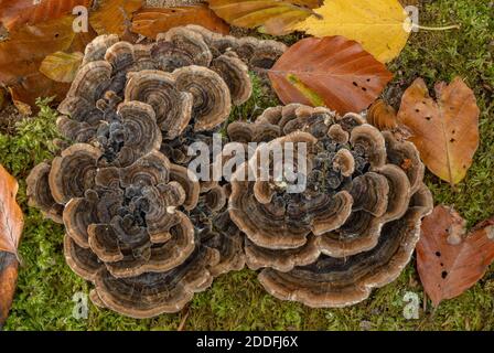 Turkeytail, Trametes versicolor, Pilz wächst auf gefallenen Buchenholz. New Forest. Stockfoto