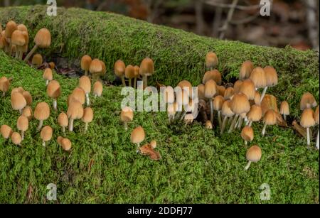 Glitzernde Tintenkappe, Coprinellus micaceus, Cluster auf altem Buchenstumpf. Stockfoto