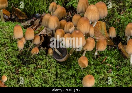 Glitzernde Tintenkappe, Coprinellus micaceus, Cluster auf altem Buchenstumpf. Stockfoto