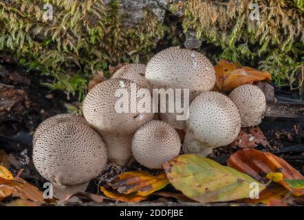 Cluster von gemeinsamen Puffballs, Lycoperdon perlatum, auf gefallenen log, New Forest. Stockfoto