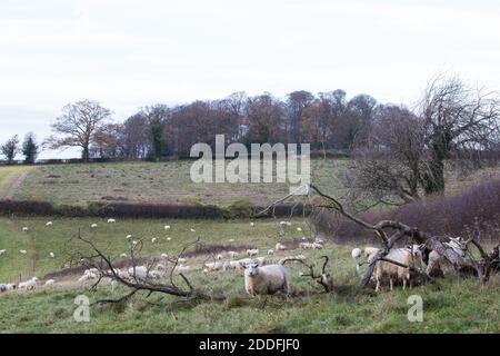 Aylesbury Vale, Großbritannien. November 2020. Schafe weiden in der Nähe von GrimÕs Graben vor dem alten Wald in Jones Hill Woods. Ein großer Teil von Jones Hill Woods, die angeblich Roalds DahlÕs childrenÕs Geschichte inspiriert haben fantastisch Mr Fox, Ist mit drohenden Zerstörung für die umstrittene HS2 High-Speed-Bahn-Projekt bedroht, aber die Arbeit ist derzeit nach der Erhebung von Bedenken von Einzelpersonen und professionelle Ökologen in Bezug auf die Anwesenheit von seltenen barbastelle Fledermäuse im alten Wald angehalten. Kredit: Mark Kerrison/Alamy Live Nachrichten Stockfoto