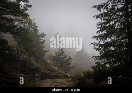 Neblige Stimmungslandschaft, mit immergrünen Bäumen entlang eines Fußweges und dichtem Nebel im Hintergrund Stockfoto