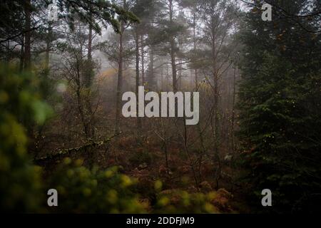 Herbst neblige Landschaft mit Bäumen und dichter Vegetation und bunten Blättern auf dem Boden, an einem nebligen Tag Stockfoto