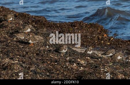 Flock of Turnstones, Arenaria interpres, Fütterung entlang der Uferlinie in der Solent bei Keyhaven, Hants. Stockfoto