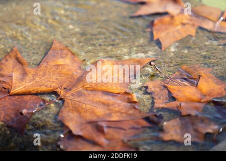 DER PLATANENBAUM (PLATANUS × HISPANICA) HINTERLÄSST AUF DEM WASSER Stockfoto