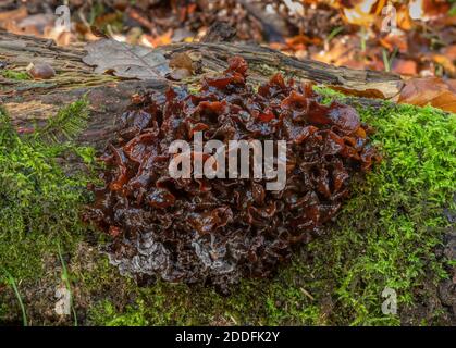 Blatthirnpilz, Tremella foliacea auf gefallener Buche; parasitär auf haarige Curtain Crust, Stereum hirsutum. New Forest. Stockfoto