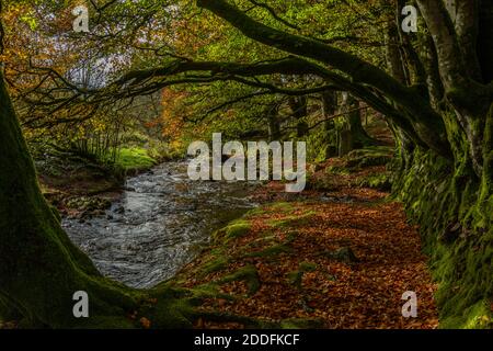 Exmoor: Herbst unter Buchen am Oare-Wasser bei Robbers Bridge, West Somerset. Stockfoto