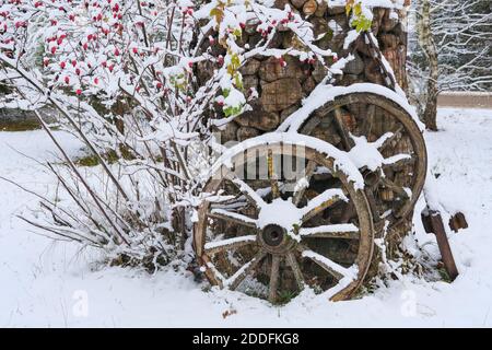 Hagebuttenbusch mit roten Beeren ist bedeckt ersten Schnee auf Gabion Korb Hintergrund. Winter trendy Gartendekoration mit Vintage-Holzräder und Gabion Stockfoto