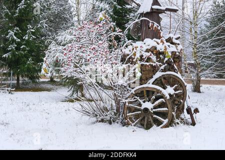 Hagebuttenbusch mit roten Beeren ist bedeckt ersten Schnee auf Gabion Korb Hintergrund. Winter trendy Gartendekoration mit Vintage-Holzräder und Gabion Stockfoto