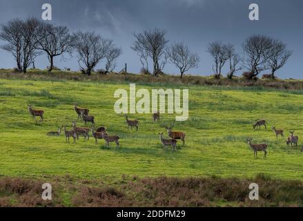 Rothirschherde, Cervus elaphus, zur Brunftzeit, im Feld bei Lucott Moor, oberhalb von Porlock. Exmoor. Stockfoto