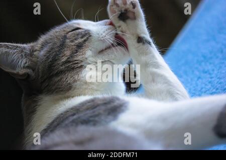 Eine gestreifte Katze leckt Pfote im Bett liegend Stockfoto