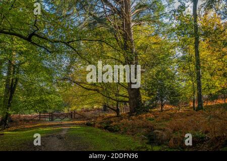 Blick aus South Oakley Inclosure in Undersley Wood im Herbst. New Forest. Stockfoto