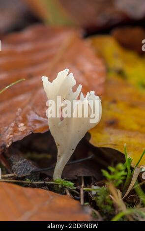 Knitterverein, Clavulina rugosa, Pilz wächst in Buchenwald, New Forest. Stockfoto