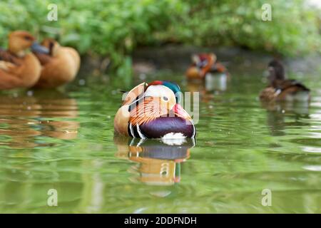 Mandarinente auf dem Wasser Stockfoto