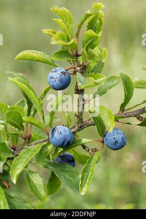 Schlehen Beeren auf Busch Stockfoto