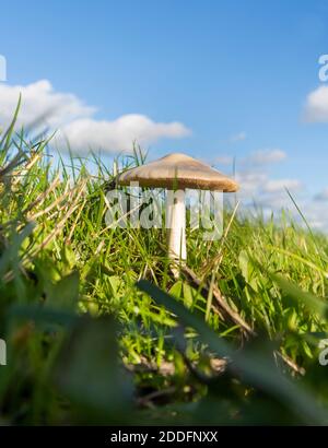 Niedrige Winkel Ansicht von Feldpilz, Agaricus campestris, wächst im Gras mit blauem Himmel Stockfoto