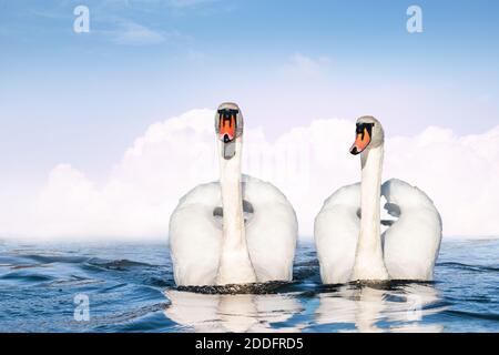 Ein paar weiße Schwäne schwimmen Seite an Seite auf dem See. Stockfoto