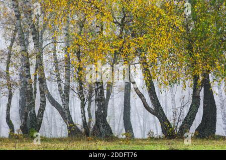 Silber Birke Wald in Turiec Region an einem nebligen Tag, Slowakei. Stockfoto
