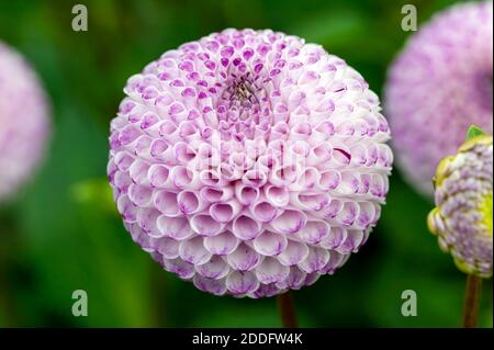 Dahlia 'Rhonda Suzanne' ein lila Sommer Herbst Pompom Blume Knolle Pflanze, Stock Foto Bild Stockfoto