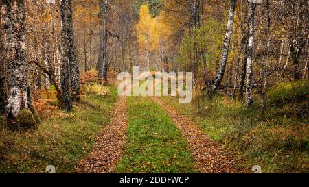 Ein Wanderweg durch die Herbstfarben in Glen Affric In den schottischen Highlands Stockfoto