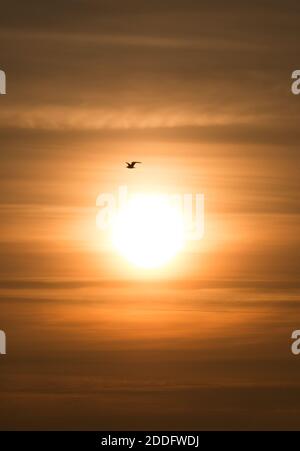 Silhouette eines Vogels, der bei Sonnenuntergang fliegt. Stockfoto