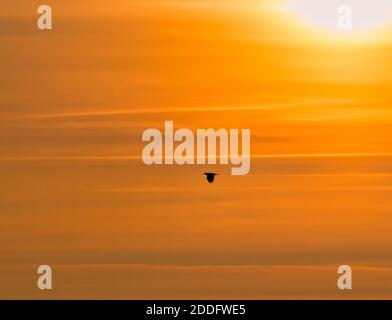 Silhouette eines Vogels, der bei Sonnenuntergang fliegt. Stockfoto