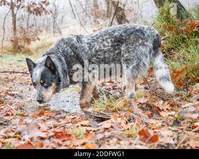 Grauer Hund trinkt aus Waldpool. Australischer Rinderhund im Wald. Hund steht im Wasser mit Herbstwald Hintergrund, Stockfoto