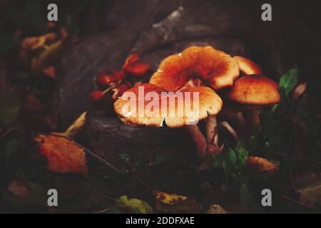 Pilze auf Waldboden an den Baumwurzeln, mit etwas Gras und gefallenen Blättern Stockfoto