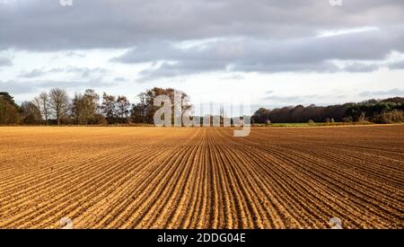 Linien in Tüll Boden erstreckt sich in die Entfernung über ein Feld, Ramsholt, Suffolk, England, Großbritannien Stockfoto