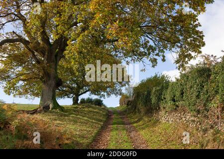 Eichen im Herbst entlang eines Bauernpfades und öffentlichen Fußwegs in der Nähe von Culbone im Exmoor National Park, Somerset, England. Stockfoto