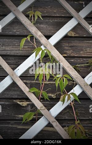 Junge Triebe von wilden Trauben an der Wand des Landhauses Bei Sonnenlicht Stockfoto