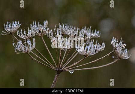 Seelow, Deutschland. November 2020. Raureif glitzert auf einer ausgetrockneten Blütendolde im Oderbruch (Märkisch-Oderland). Quelle: Patrick Pleul/dpa-Zentralbild/ZB/dpa/Alamy Live News Stockfoto