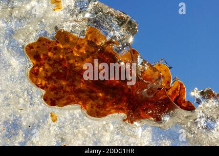 Nahaufnahme eines im Eis gefangenen Eichenblattes Stockfoto