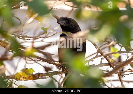 Glattschnabel Ani der Art Crotophaga ani Stockfoto