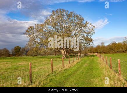 Eingezäunter Weg Kreuzung Anwesen Parkland mit Bäumen im Herbst Blatt, Sutton, Suffolk, England, Großbritannien Stockfoto