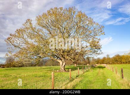 Eingezäunter Weg Kreuzung Anwesen Parkland mit Bäumen im Herbst Blatt, Sutton, Suffolk, England, Großbritannien Stockfoto