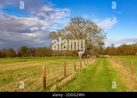 Eingezäunter Weg Kreuzung Anwesen Parkland mit Bäumen im Herbst Blatt, Sutton, Suffolk, England, Großbritannien Stockfoto