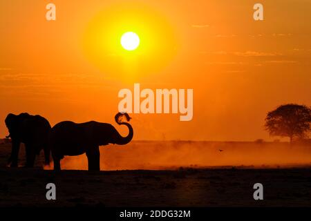 Afrikanische Elefanten, Loxodonta Africana, Staubkörper bei Sonnenuntergang. Naxi Pan, Makgadikgadi Pan, Botswana, Afrika. Stockfoto
