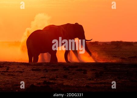 Afrikanische Elefanten, Loxodonta Africana, Staubkörper bei Sonnenuntergang Naxi Pan, Makgadikgadi Pan, Botswana, Afrika. Stockfoto