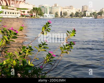 Nahaufnahme einer violetten Blume auf grünen Blättern mit verschwommenem Hintergrund (Bokeh) des Nils, eines Bootes und Gebäuden am anderen Ufer, Stockfoto