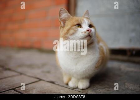 Ginger weiß flauschige Katze entspannt auf einem Steinboden im Freien. Stockfoto