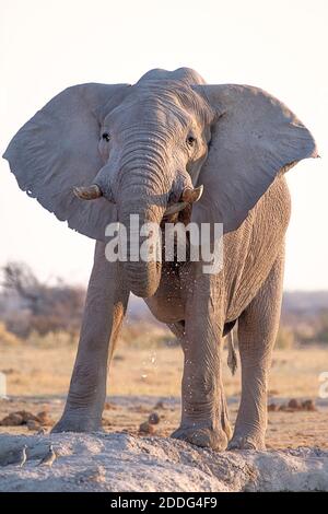 Afrikanischer Elefantenbulle, Loxodonta africana, Portrait trinkend am Wasserloch. Naxi Pan, Makgadikgadi Pan, Botswana, Afrika